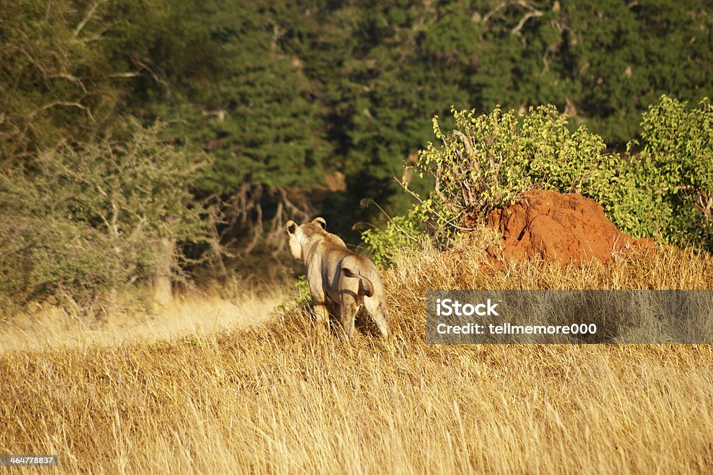 Lion Lion on the savannah Africa Stock Photo