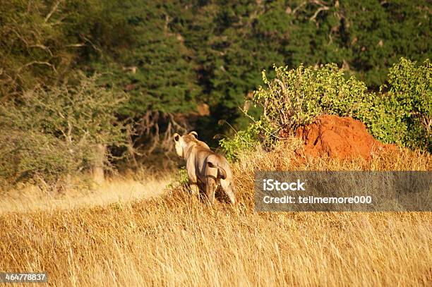 Lion Stock Photo - Download Image Now - Africa, Activity, Aggression