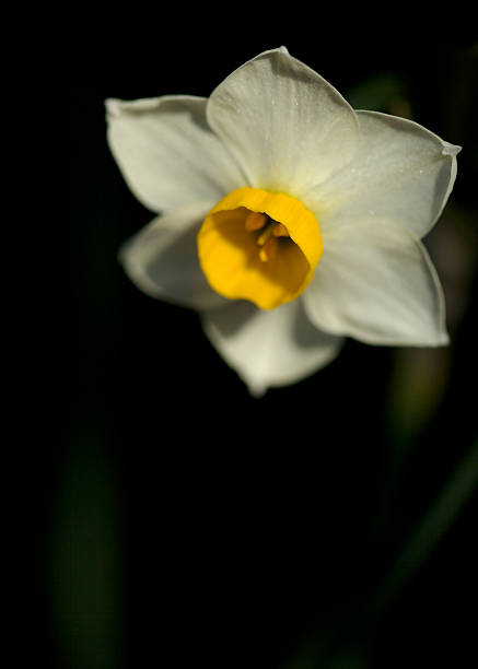 invierno narcissus - daffodil winter narcissus yellow single flower fotografías e imágenes de stock