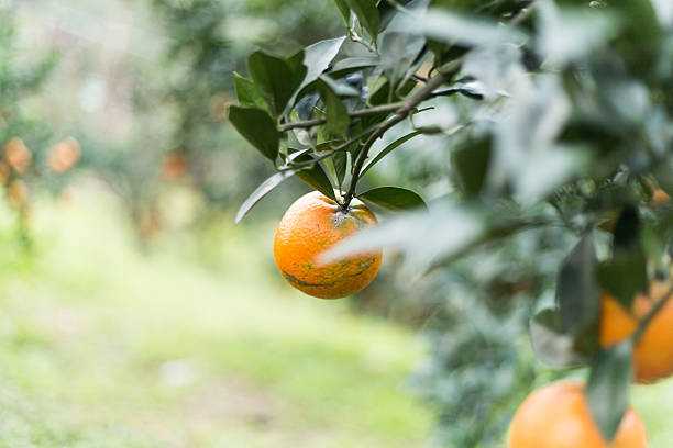 istock Plants and Fruit at  Orange Farm 464780298