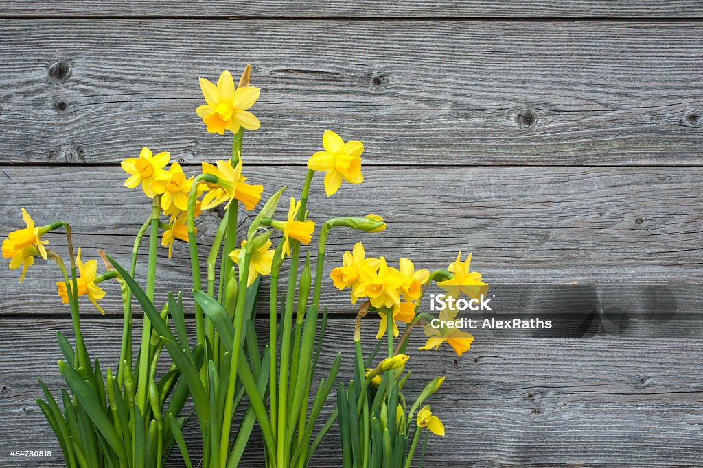 Primavera daffodils - Foto stock royalty-free di Narciso - Liliacee