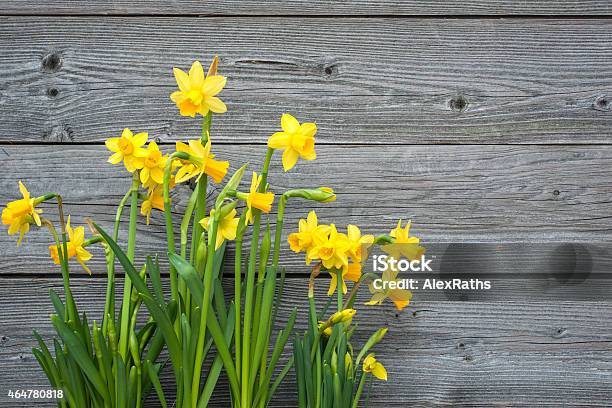 Primavera Daffodils - Fotografie stock e altre immagini di Narciso - Liliacee - Narciso - Liliacee, Legno, 2015