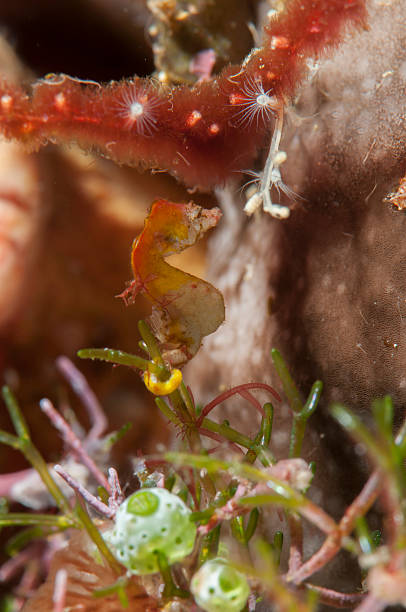 istock Pontoh's pygmy seahorse 464780884