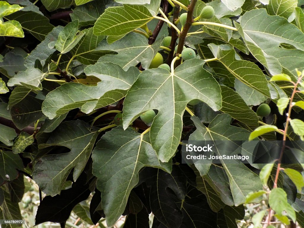 Fig leaves Fig leaves with green fruits figs. 2015 Stock Photo