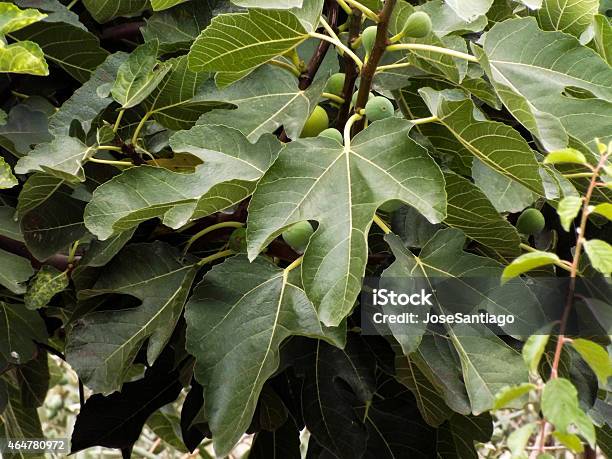 Fig Leaves Stock Photo - Download Image Now - 2015, Animal Wildlife, Fig