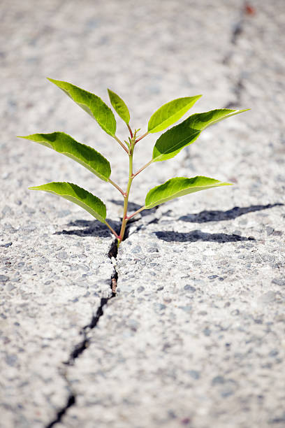 istock green plant shoot emerging from crack in asphalt pavement 464783584