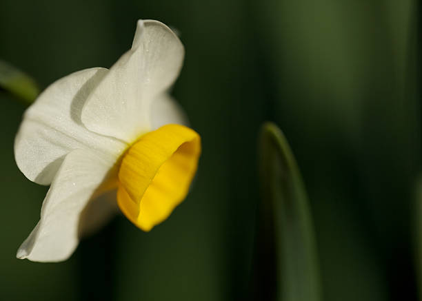 invierno narcissus - daffodil winter narcissus yellow single flower fotografías e imágenes de stock