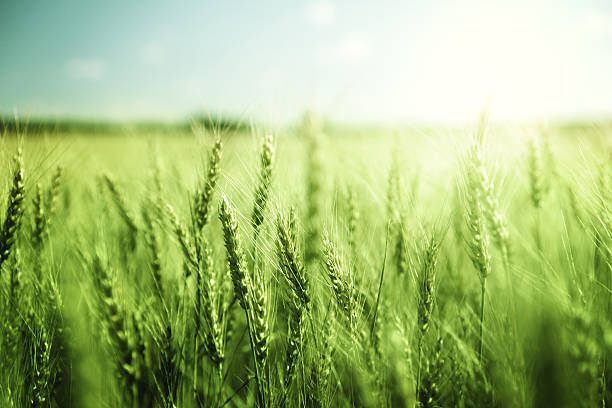 緑の麦畑と晴れた日 - field landscape green wheat ストックフォトと画像