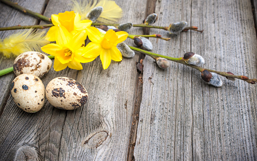 Quail eggs and daffodils on weathered wooden background