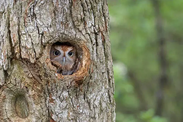 Photo of Eastern Screech Owl, hiding