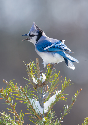 Blue Jay, calling, while perched at the top of a pine tree