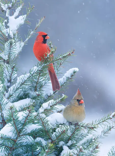 Northern Cardinals, male and female, perched together on a winter spruce tree