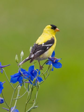 American Goldfinch, perched on spring wildflowers, looking over shoulder