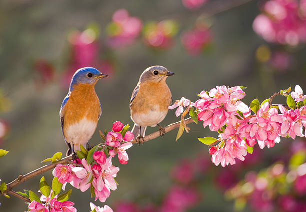 Pair of Eastern Bluebirds Eastern Bluebird Couple, male and female, perching on flowering spring branch songbird photos stock pictures, royalty-free photos & images