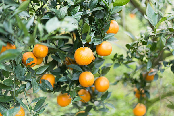 istock Plants and Fruit at  Orange Farm 464789360