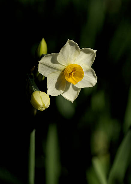invierno narcissus - daffodil winter narcissus yellow single flower fotografías e imágenes de stock