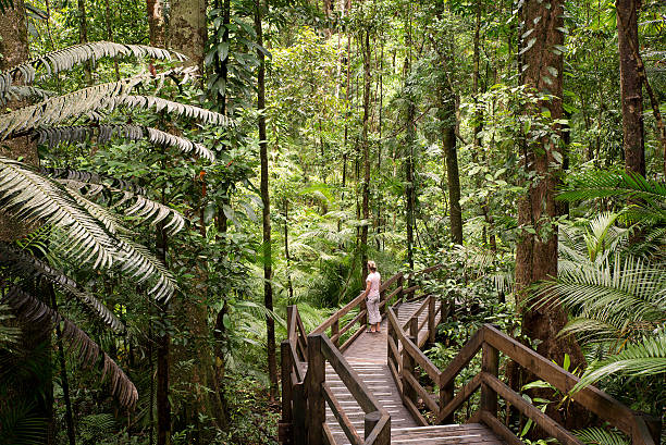 Daintree Daintree National Park, rainforest scenery in Queensland, Australia subtropical stock pictures, royalty-free photos & images