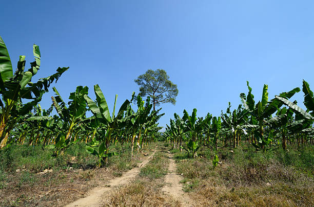 istock banana field with blue sky,Thailand 464792141