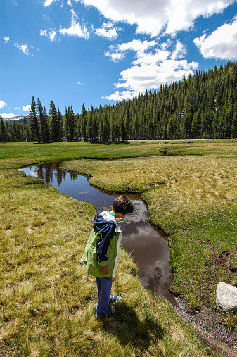 Young girl looking into a creek in Tuolumne Meadows, Yosemite National Park, California.