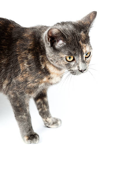 istock Grey kitten isolated on white background. European short hair. 464792727