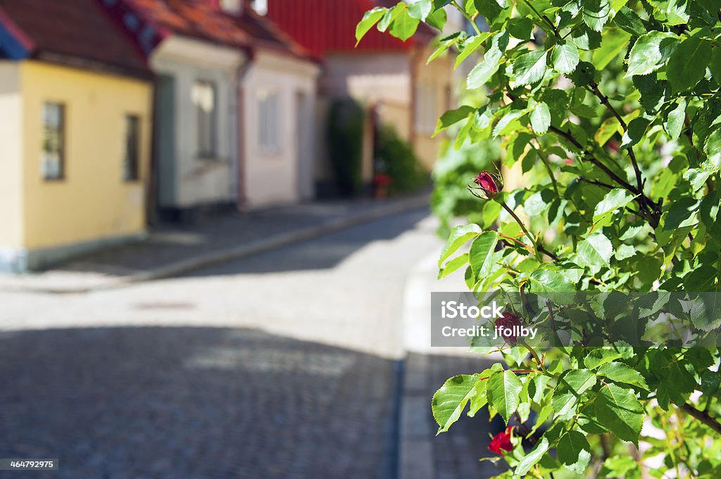 Summer street Beautiful roses that grow in the streets of Ystad in southern Sweden, shallow depth of field Alley Stock Photo