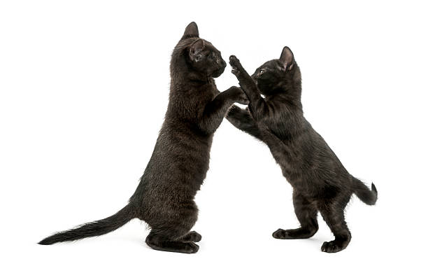 istock Side view of two Black kittens playing, 2 months old 464793401
