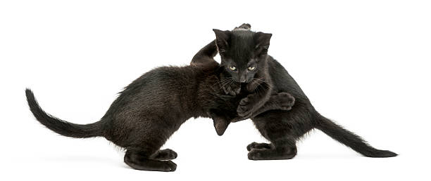 istock Side view of Black kittens playing, 2 months old, isolated 464793417
