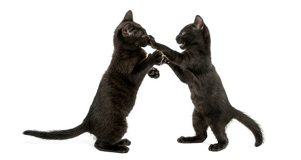 Side view of two black kitties playing with each other