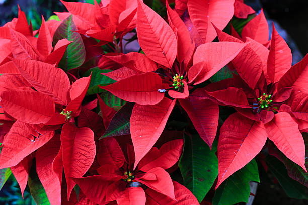 istock Wallpaper red paper flowers 464793780