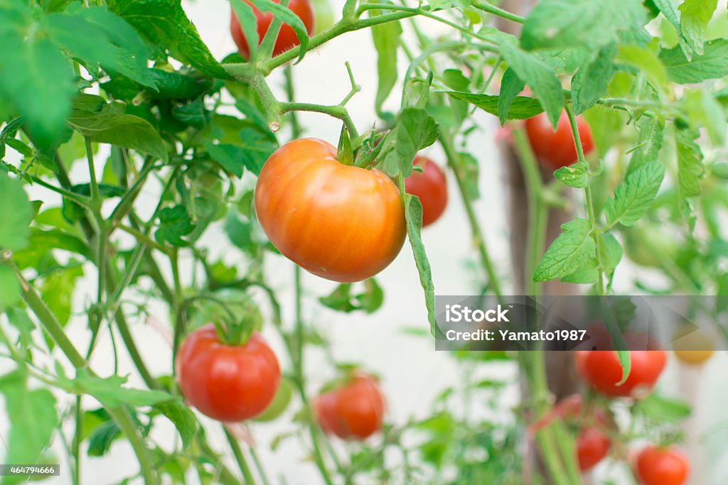 Tomates - Foto de stock de 2015 royalty-free