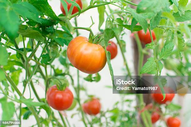 Foto de Tomates e mais fotos de stock de 2015 - 2015, Agricultura, Alimentação Saudável