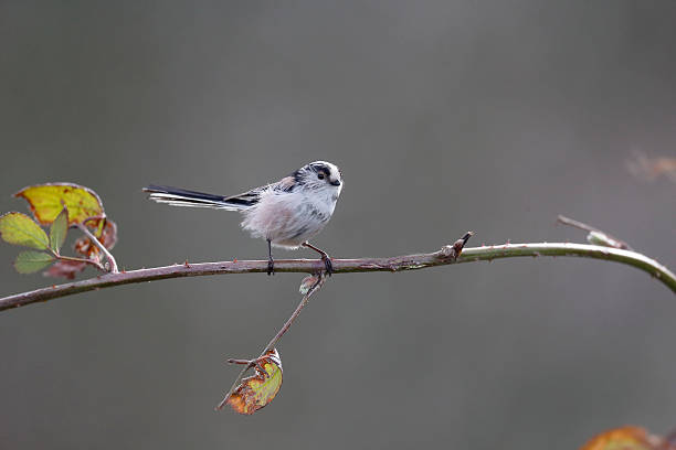 istock Long-tailed tit, Aegithalos caudatus 464795937