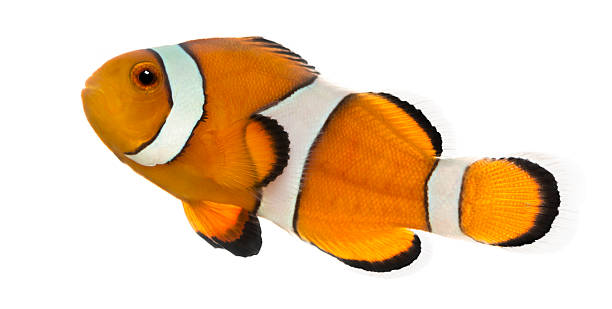 istock Side view of an Ocellaris clownfish, isolalated on white 464796095