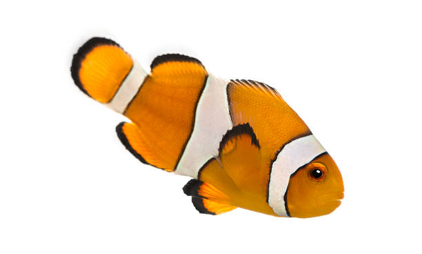 istock Side view of an Ocellaris clownfish, isolalated on white 464796101