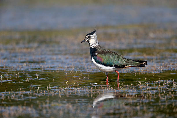 istock Northern lapwing, Vanellus vanelluss 464796965
