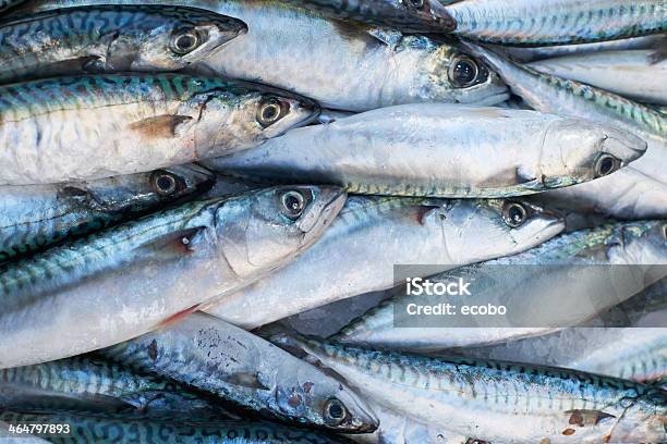 Fresh Mackerel Fish For Sale On Market Stock Photo - Download Image Now - Marseille, Fish, Food