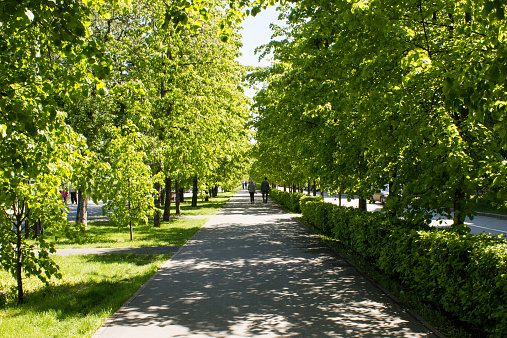 An alley of green trees during spring time.