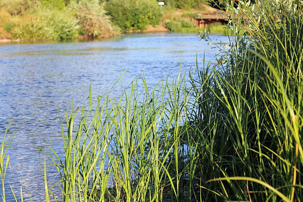 istock Beautiful dragonfly sitting on the grass near the river. 464798788