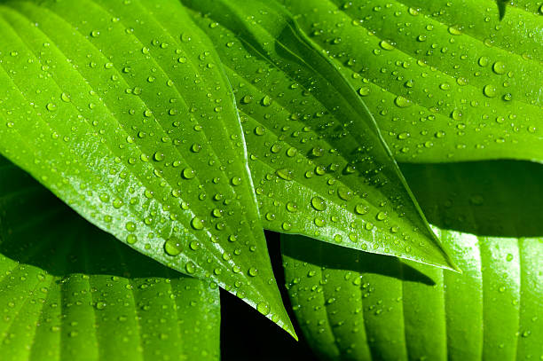istock background of the water drops on a green leaf 464801317