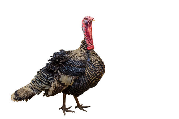 istock turkey-cock on isolated white background. 464801692