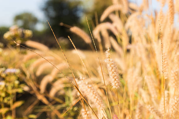 istock blurry defocused image of grass flower in the paddy field 464802262