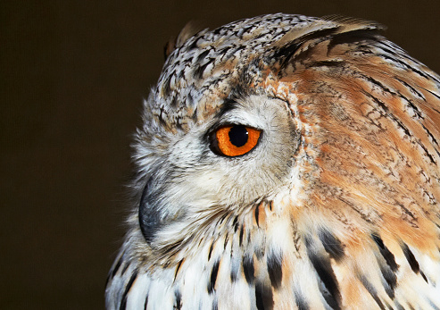  Portrait of Owl with a serious face