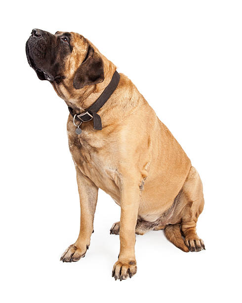 istock Mastiff Dog Looking To Side 464804208