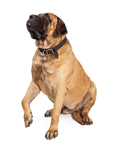 istock Mastiff Dog Raising Paw 464804210