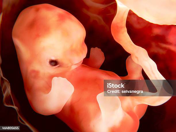 Fetus 9 Weeks Stock Photo - Download Image Now - Human Embryo, Fetus, Baby - Human Age