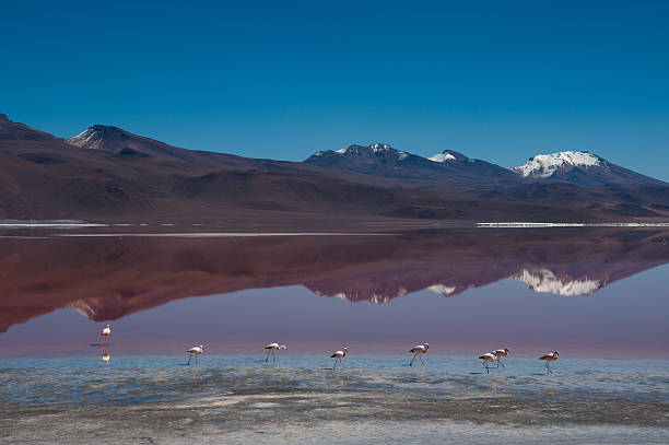 istock Flamingos at Laguna Kara, Bolivia 464805807