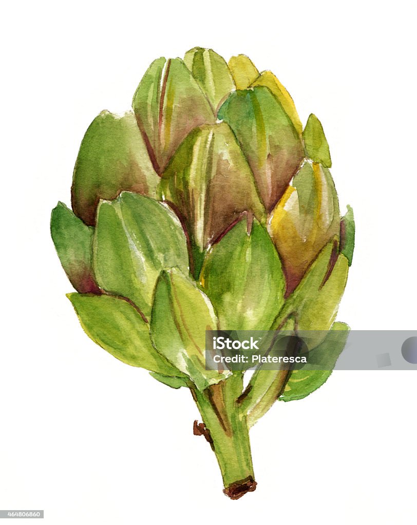 Watercolor artichoke on white background Artichoke stock illustration