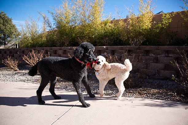 istock Playing Dogs - Tug of War 464807328