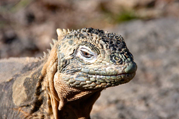 istock Land iguana, Galapagos Islands 464807548