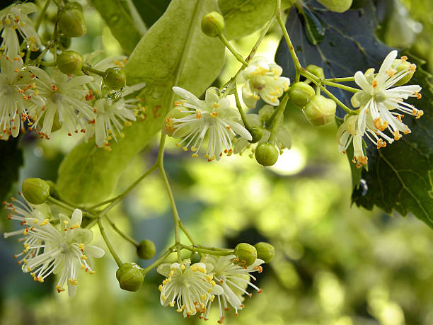 istock Twig Of Blossomimg Lime Tree With Dewdrops 464807804